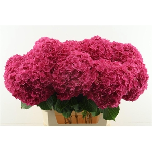 Hydr M Royal Anastasia Pink 80-20.