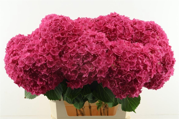 <h4>Hydr M Royal Anastasia Pink 80-20.</h4>