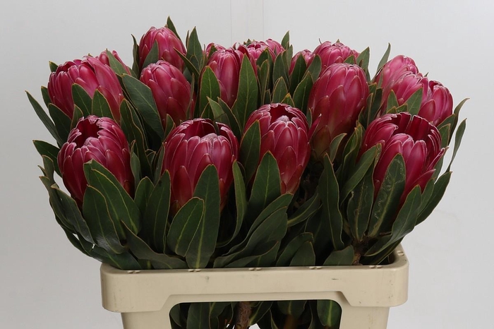 <h4>Protea Brenda</h4>