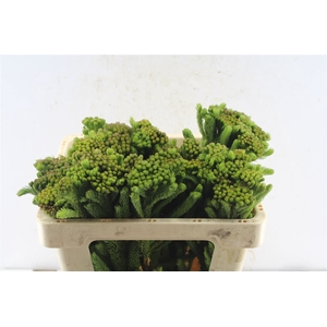 Kaaps Brunia Albiflora Green