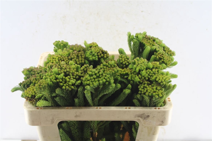 <h4>Kaaps Brunia Albiflora Green</h4>