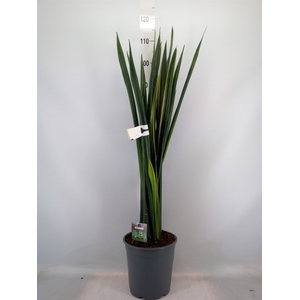 Sansevieria   ...