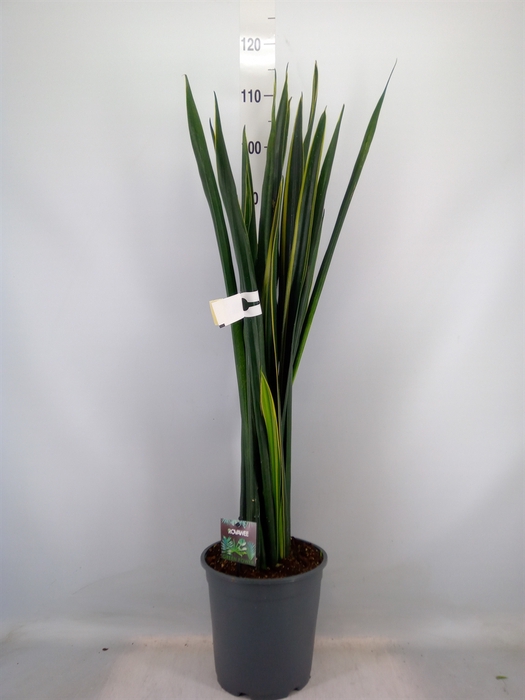 <h4>Sansevieria   ...</h4>