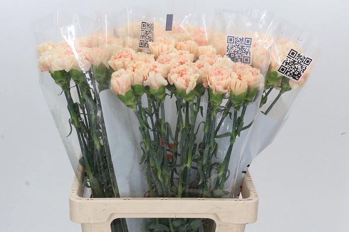 <h4>Dianthus St Apple Tea</h4>