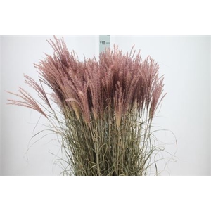 Siergras Deschampsia Pink Dry