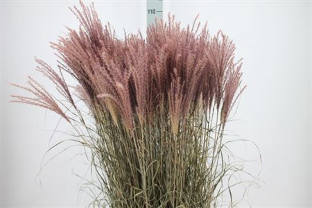 <h4>Siergras Deschampsia Pink Dry</h4>