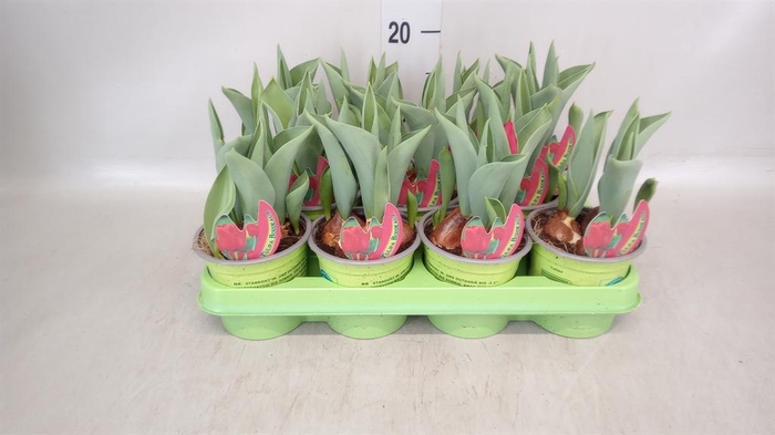 <h4>Tulipa   ...</h4>