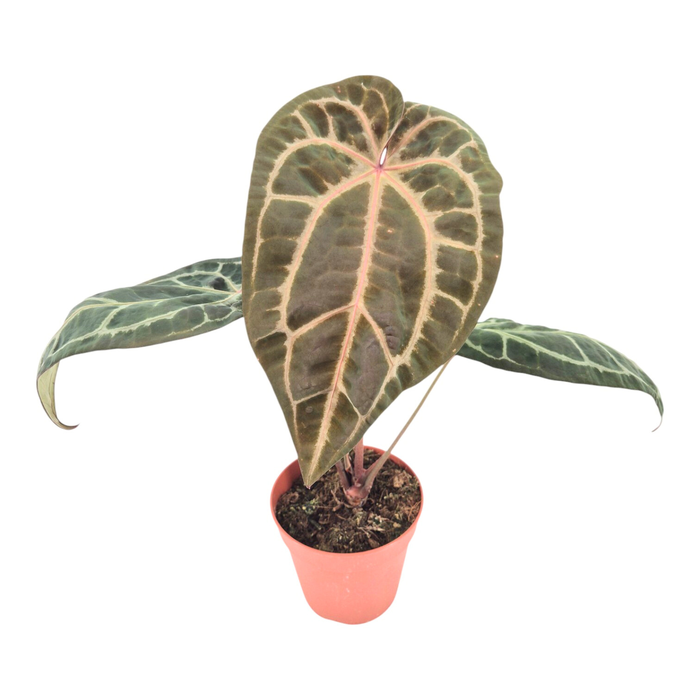 <h4>Anthurium DocBlock Anthurium Zara® '29' X Zara® '3'</h4>