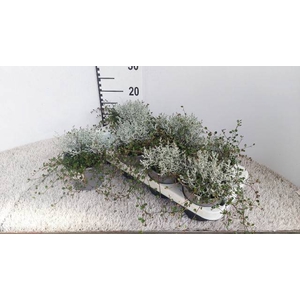 LEUCOPH BROWNII