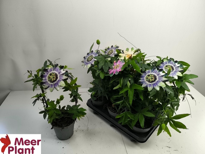 <h4>PASS CAERULEA</h4>