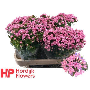 BOU DU DARK PINK IMP