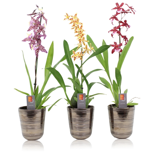 <h4>Inca Orchid mix 1 spike in kraspot bruin</h4>