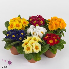 Primula Acaulis 4 pack