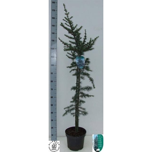 CEDRUS GLAUCA P26 160CM