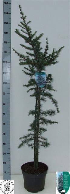 <h4>CEDRUS GLAUCA P26 160CM</h4>