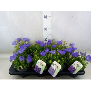 Campanula carp. 'Blue Clips'