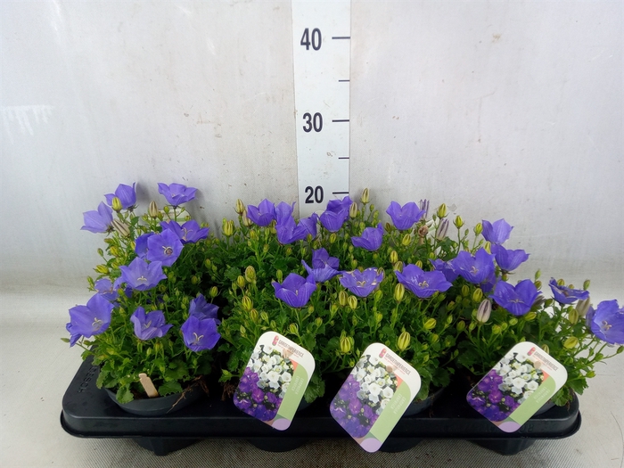 <h4>Campanula carp. 'Blue Clips'</h4>