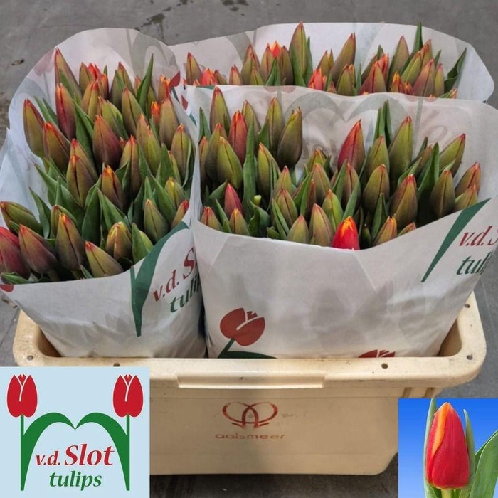 <h4>TU EN SPIRIT</h4>