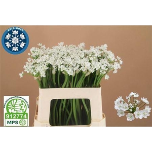 Allium Flocon