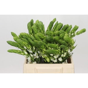 Ornithogalum thyrsoides Milky Way