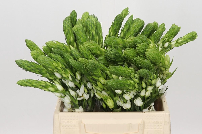 <h4>Ornithogalum thyrsoides Milky Way</h4>
