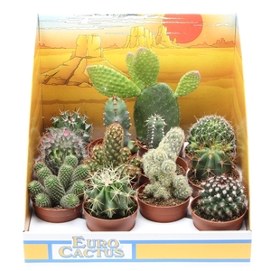 Cactus mix in showdoos