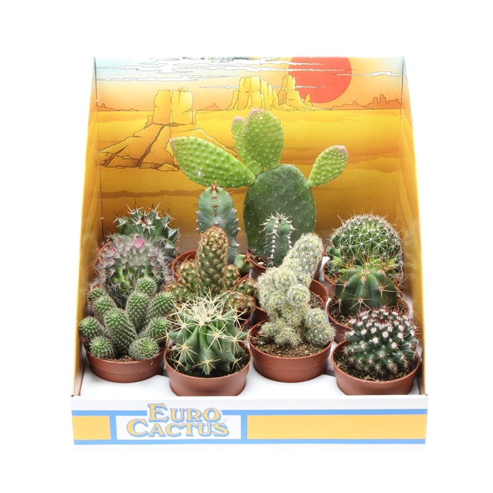 <h4>Cactus mix in showdoos</h4>