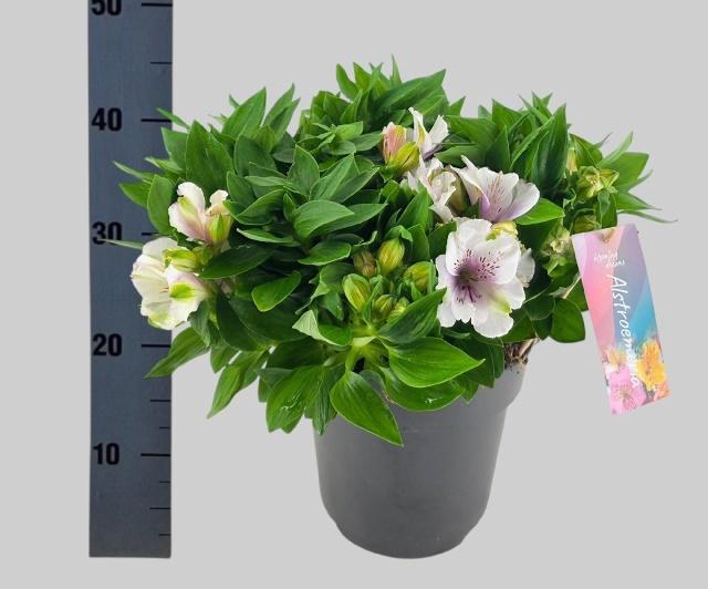 <h4>ALST INTI MOON</h4>