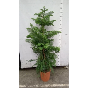 Araucaria heterophylla