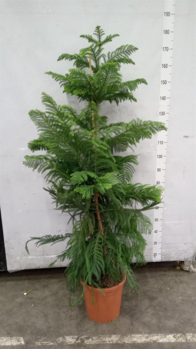 <h4>Araucaria heterophylla</h4>