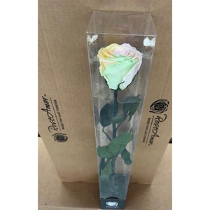 50cm Stem Rainbow Pin99