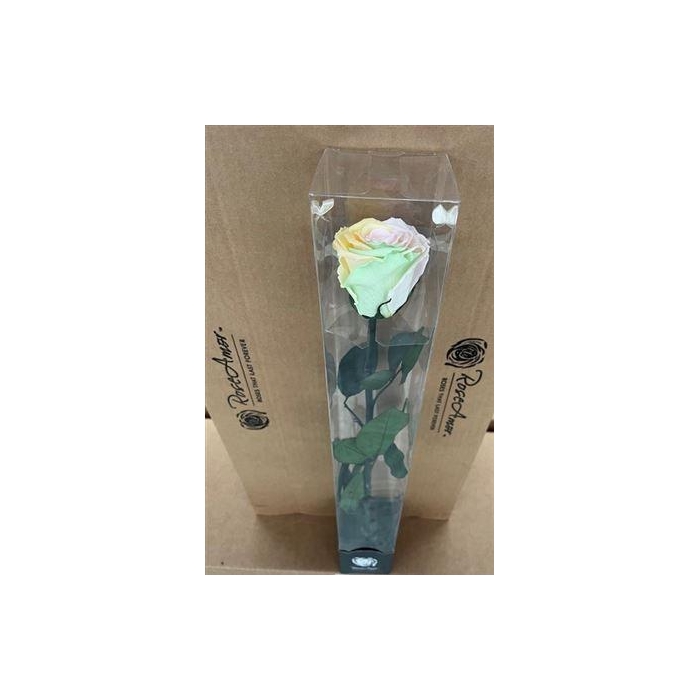 <h4>50cm Stem Rainbow Pin99</h4>