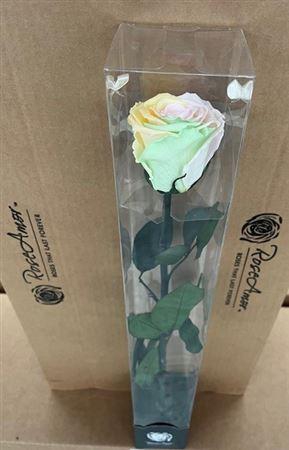 50cm Stem Rainbow Pin99