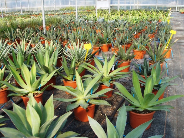 <h4>Agave overig</h4>