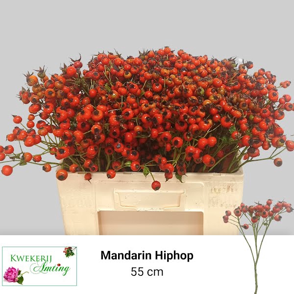 <h4>Rosa Mandarin Hip Hop Amting</h4>