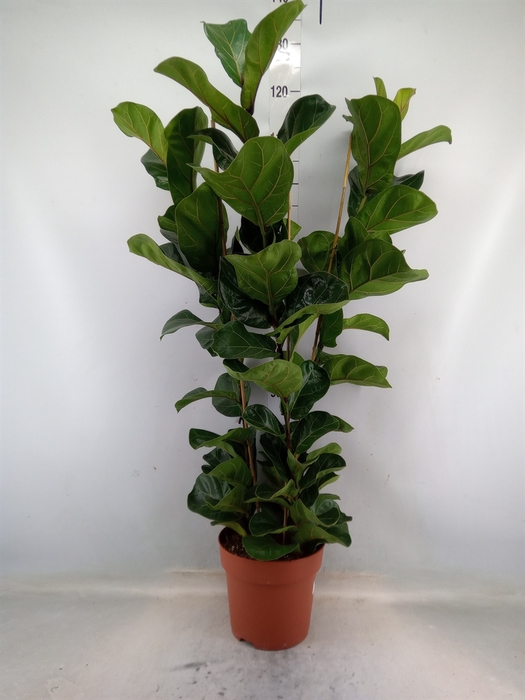 <h4>Ficus lyrata 'Bambino'</h4>