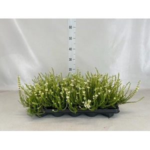 Erica cinerea f. alba