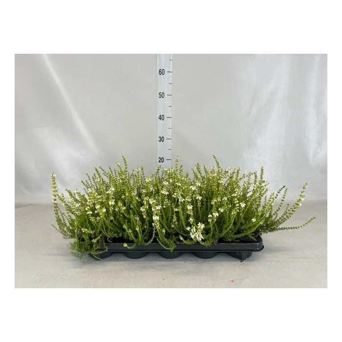 <h4>Erica cinerea f. alba</h4>