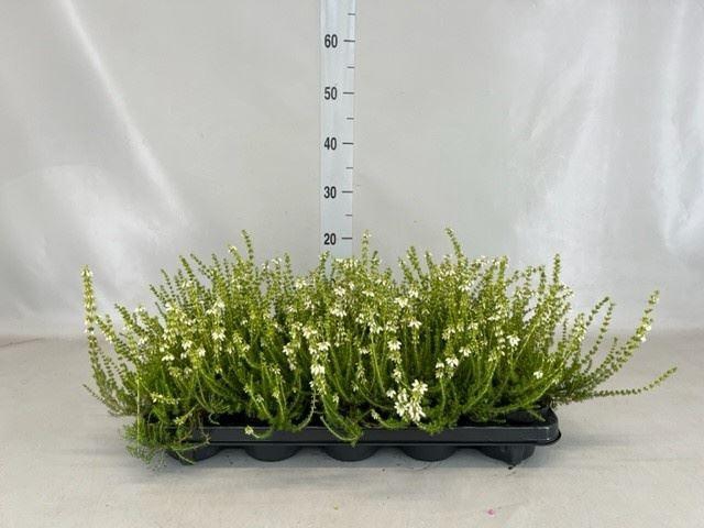 Erica cinerea f. alba
