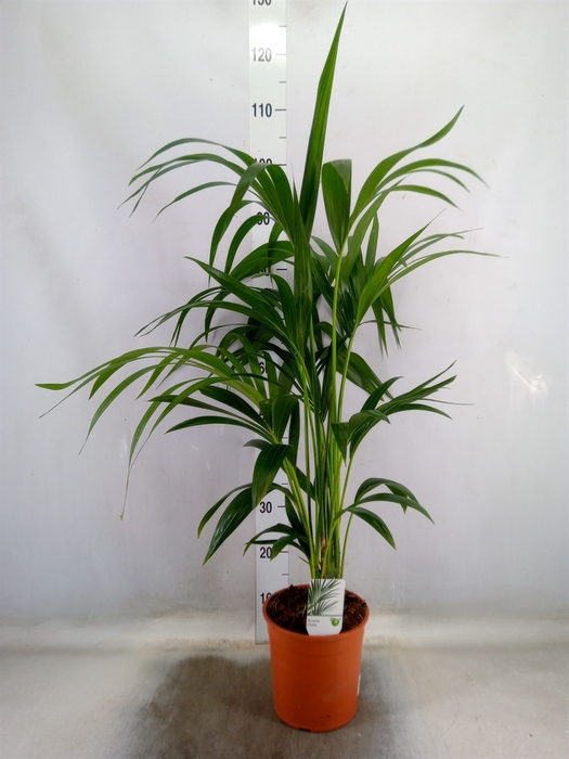 <h4>Howea forsteriana</h4>