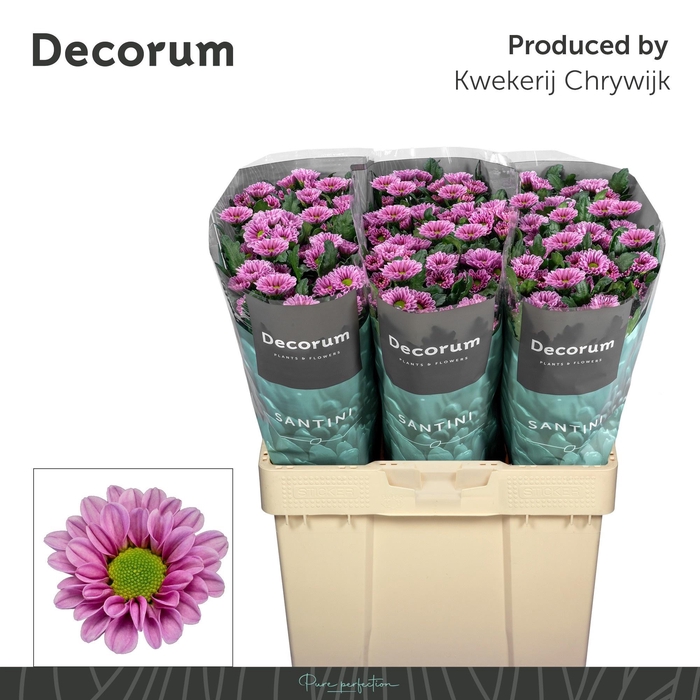 <h4>CHR S FABIANI PINK</h4>