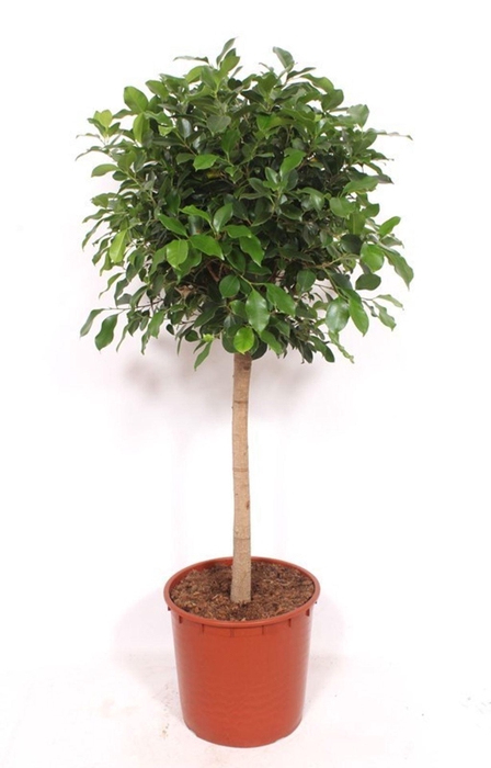 <h4>Ficus</h4>