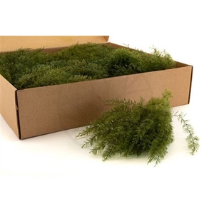 Air Fern Gepreserveerd
