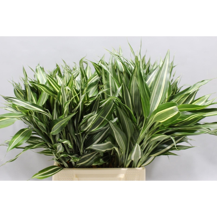 <h4>Sanderiana Victory 50 Cm</h4>