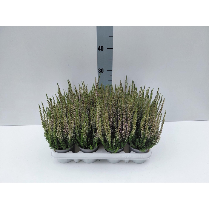 <h4>Calluna vulg. 'Beauty L Michelle'</h4>