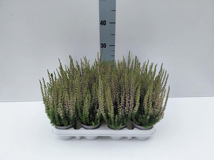 Calluna vulg. 'Beauty L Michelle'