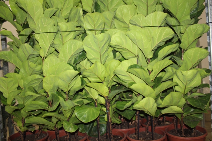 <h4>FICUS LYRATA BAMBINO P24 COMPACTO</h4>