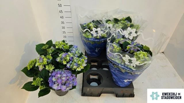 <h4>HYDR M EARLY BLUE</h4>