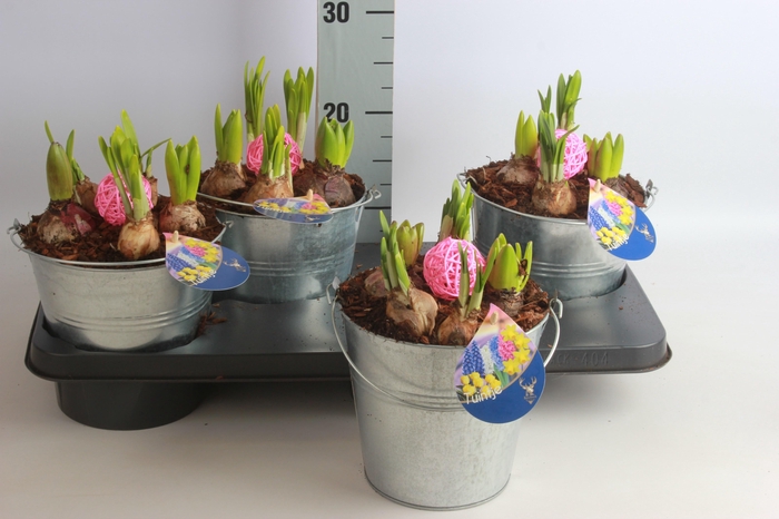 <h4>ARR BOL KNOLGEWAS</h4>