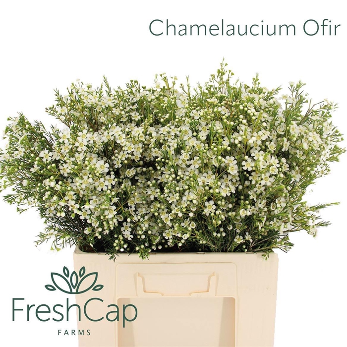 <h4>CHAME UN OFIR</h4>